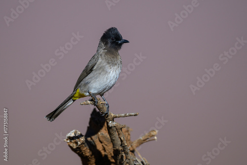 A common bulbul perched on a stump