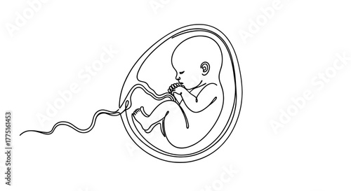 Human Fetus Development Illustration in Amniotic Sac: Continuous Line Art Depicting Prenatal Growth & Gestation, Ideal for Medical & Healthcare Education, Pregnancy Resources, Biological Science, Mini
