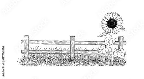Charming Sunflower Growing Beside Rustic Wooden Fence: A Countryside Scene Depicting Nature's Beauty and Simplicity for Agriculture, Gardening, and Sustainable Living Designs, Farmhouse Decor, Illustr