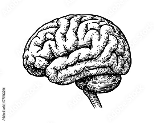 Hand drawn human brain sketch style vector art. Structure of human brain sketch art black and white. Cerebrum human organ. Vector illustration.