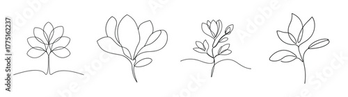 Artistic sketch of four magnolia trees showing delicate branches and blooming flowers in detail
