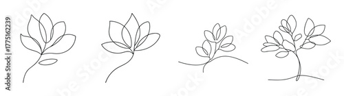 Four delicate line drawings depicting magnolia flowers and buds in various stages of bloom and unfurling
