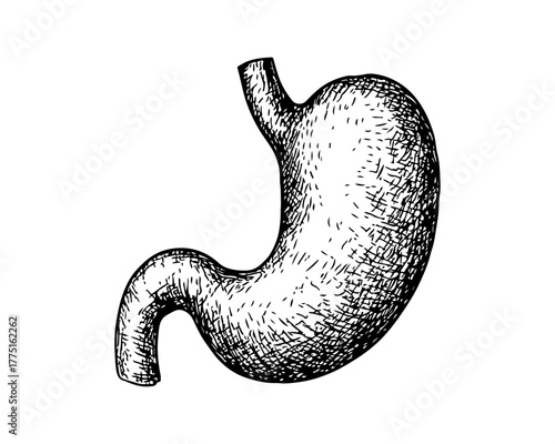 Hand drawn human stomach sketch style vector art. Human stomach sketch art black and white. Human digestive organ. Vector illustration.