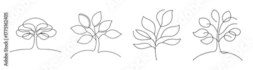 Detailed black and white pencil sketch of four different hickory trees showing branch structure