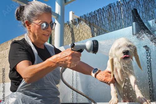 A woman with gray hair and sunglasses, wearing a plastic apron, is giving a bath to a wet, light-colored dog in an outdoor self-service dog wash station. She is holding a shower head, actively rinsing