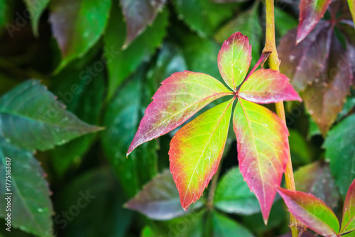 Close-up of a Virginia creeper (Parthenocissus quinquefolia) leaf showing vibrant green turning into bright red and pink, set against a dark, lush green background.