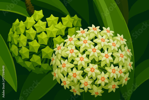 The image shows a close-up of two clusters of star-shaped flowers among lush green leaves. One cluster is composed of unopened buds with a bright green color, while the other cluster is in full bloom,