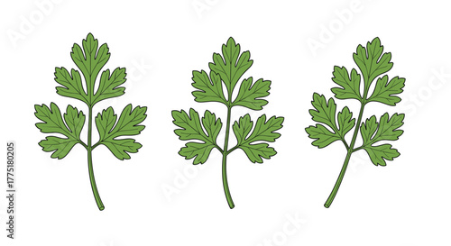 Three detailed green parsley leaves with stems, drawn in a clean, isolated style on a white background, perfect for culinary and herbal themes.