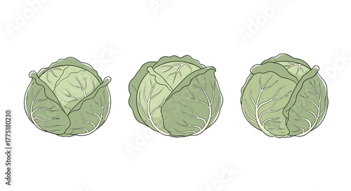 A vibrant illustration features three fresh, round green cabbages with visible leaves, presented on a clean white background in a simple, artistic style.