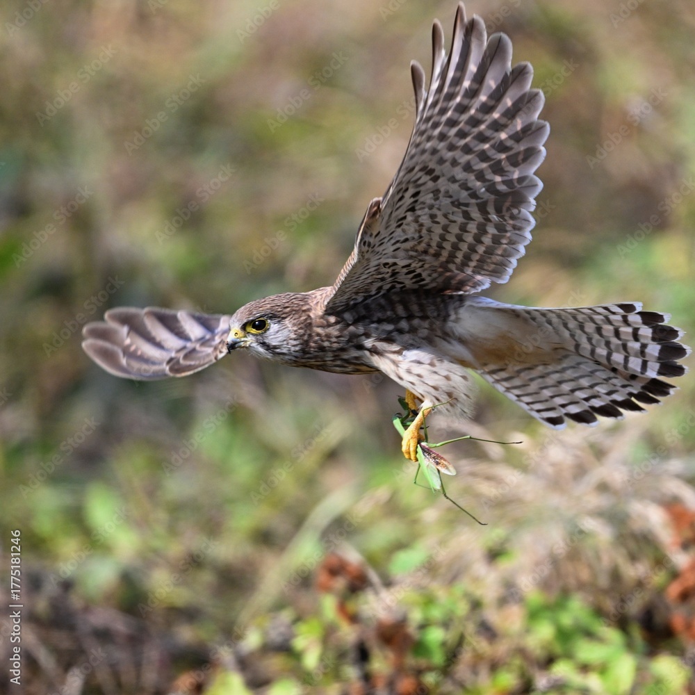 Fototapeta premium common buzzard buteo