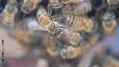 Macro video showing active honeybees crawling and working over hexagonal honeycomb cells, demonstrating colony behavior and pollination activity.