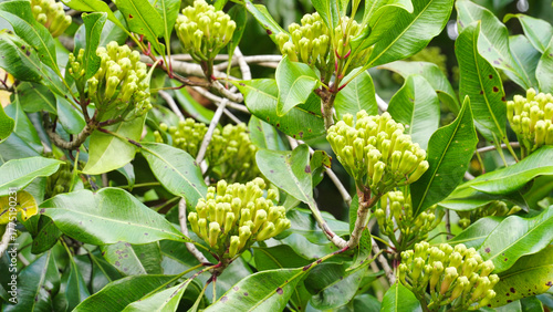 closeup, clove bud spice and leaves on tree branch in indonesia, harvest