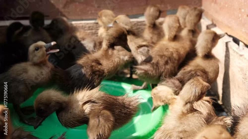 a large group of fluffy ducklings crowded together, moving around in warm sunlight, showing farm life and natural behavior.