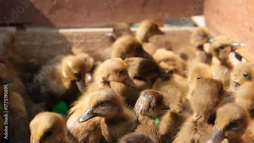 a large group of fluffy ducklings crowded together, moving around in warm sunlight, showing farm life and natural behavior.