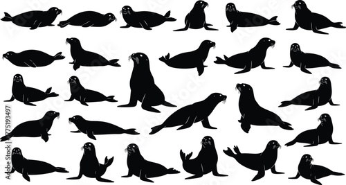 Sea lion silhouette set, various poses and movements, black vector illustration, marine animal icons, coastal wildlife design, minimal ocean theme