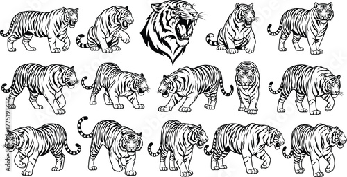 Tiger silhouette set, prowling and roaring poses, black vector illustration, wild animal icons, jungle predator design, bold graphic style, minimal theme