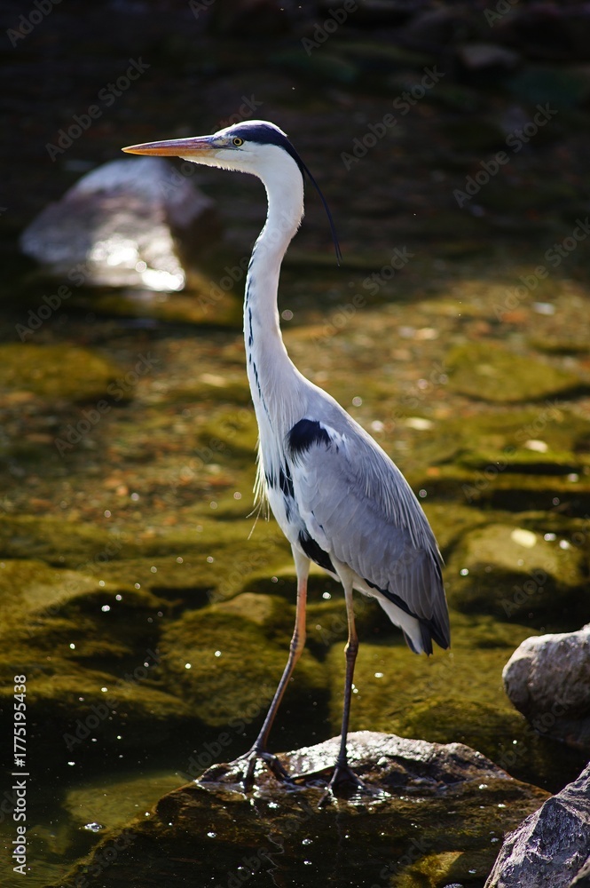 Fototapeta premium Grey heron at the lake.