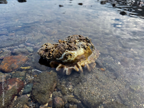 Fotografie Intriguing sea anemone rests amongst the rocks in the shallows of crystal clear