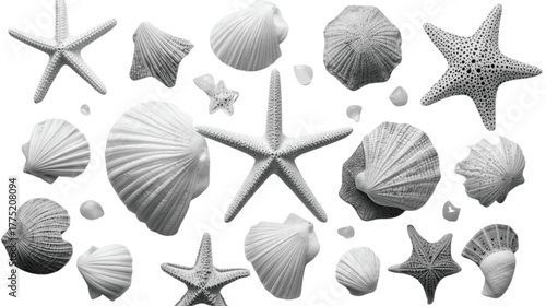 Assorted Seashells and Starfish Collection on White Background