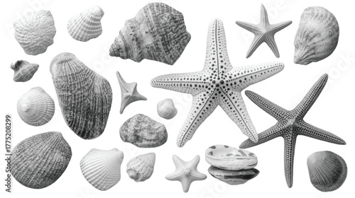 Black and white collection of diverse seashells and starfish Keywords: seashell, starfish, shell