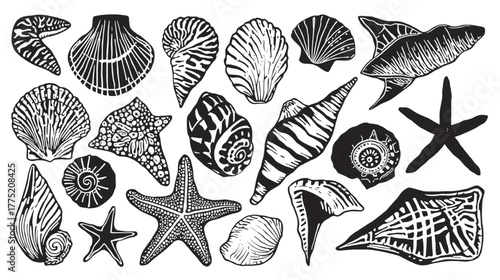 Black and White Illustration of Various Seashells and Starfish