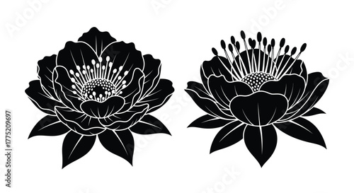 Elegant black and white floral illustrations of two detailed flower blossoms