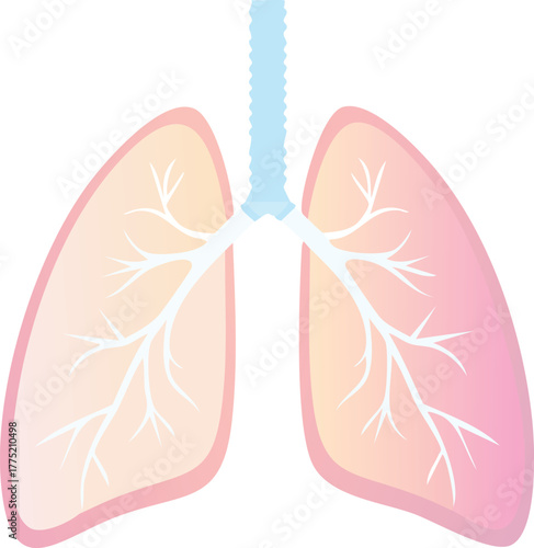Simple Illustration of Human Lung Anatomy with Bronchial Tree