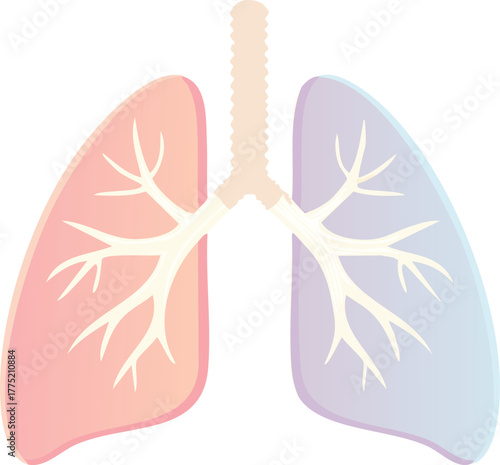 Minimalist Illustration of a Human Lung and Bronchial Tree