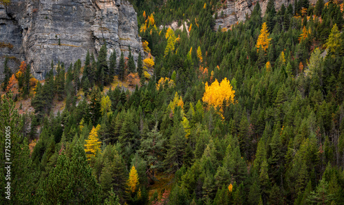 Autumn forest in Mercantour National Park, French Alps. Larch trees with golden foliage stand among evergreen pines below rocky cliffs. Scenic alpine wilderness in Alpes-de-Haute-Provence, France