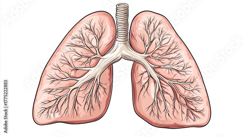 Wallpaper Mural Illustration of human lungs anatomical drawing of respiratory system for medical education and healthcare materials Torontodigital.ca