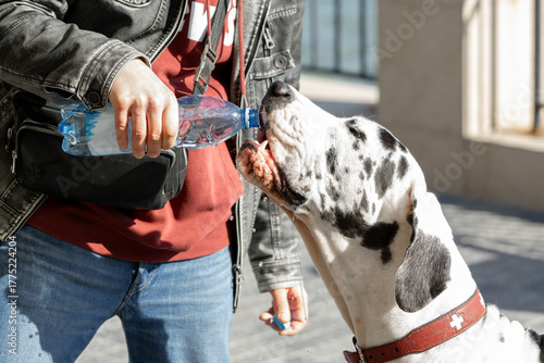 Man Giving Water to Great Dane from Plastic Bottle Outdoors