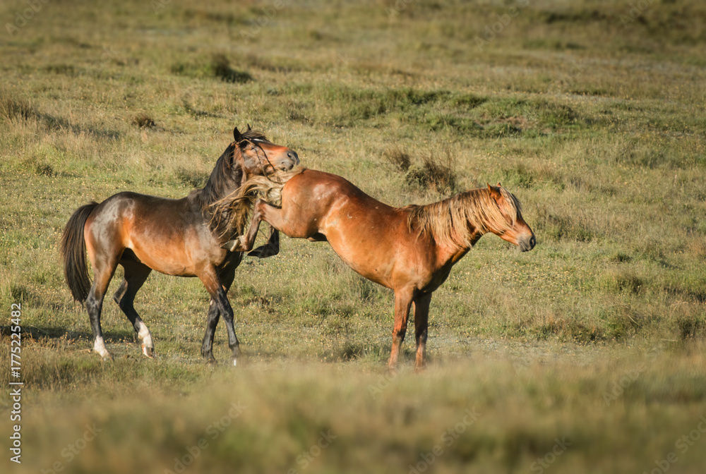 Fototapeta premium Two young Kaimanawa horses playing back kick. Kaimanawa Range. New Zealand.