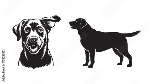 Black and white vector illustration of a Labrador dog featuring a detailed headshot and a full body silhouette isolated on white