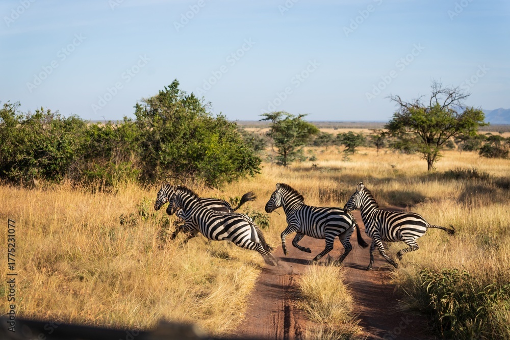 Obraz premium Running Zebras Crossing a Dusty Safari Track in Serengeti, Tanzania