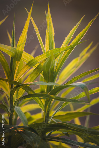  Field plants on a sunny day in June. Blurred background, close-up.