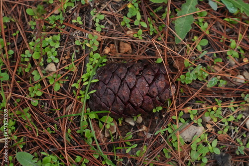 Tree pinecone