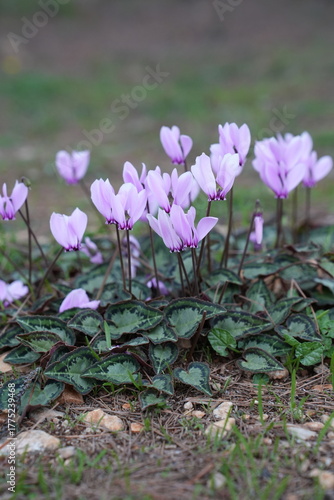 spring flowers in the garden