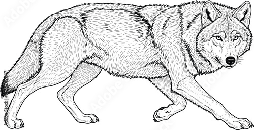 Detailed line art illustration of a walking wolf in motion, perfect for wildlife, nature, tattoo, or educational vector design, black and white sketch style