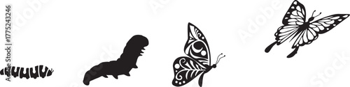 Stages of butterfly metamorphosis from caterpillar to adult butterfly in silhouette insect life cycle