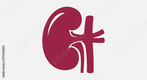 Kidney organ with transparent background