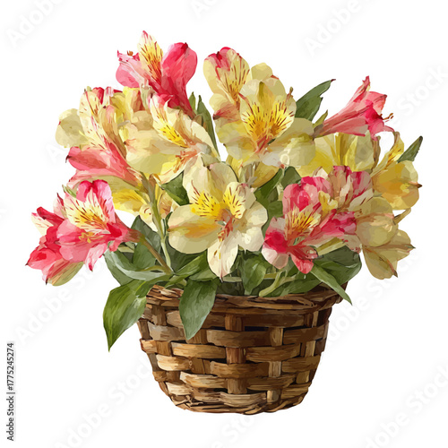 Watercolor Alstroemeria Basket vector, artistic painting style, high-resolution illustration on a pure white background.