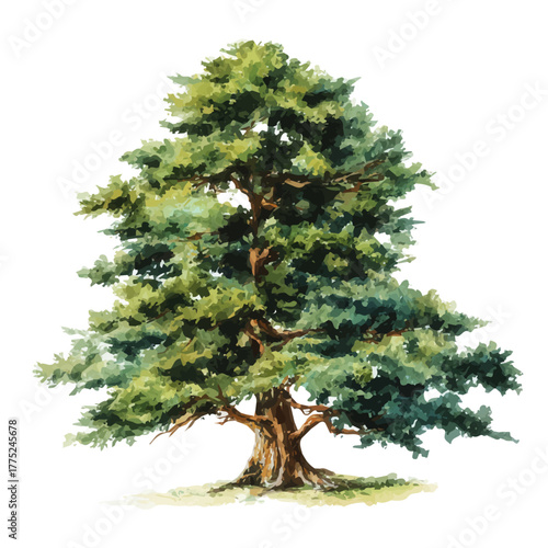 Watercolor painting of Cedar Tree, detailed and artistic vector illustration on a white background.