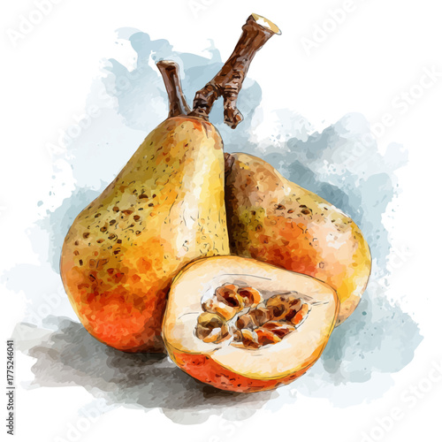 Baobab Fruit watercolor vector, hand-painted style, high-quality illustration isolated on white background.