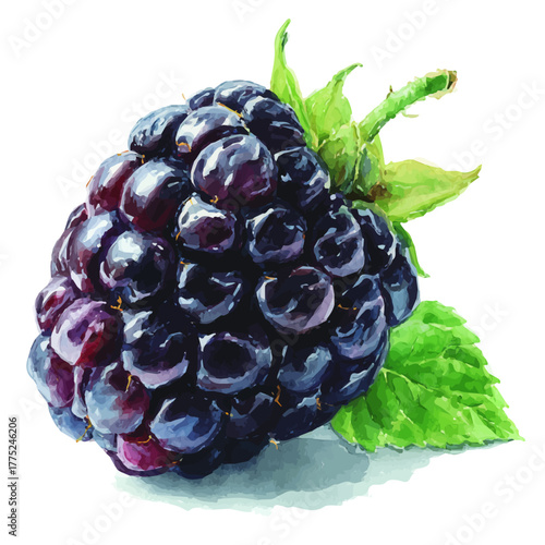 Blackberry watercolor artwork, high-quality professional vector illustration isolated on a white background.