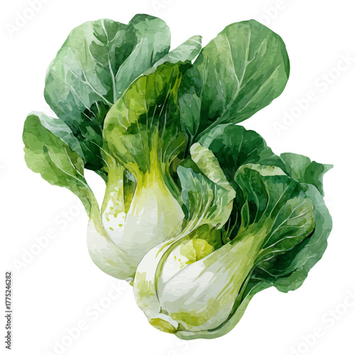 Watercolor Bok Choy vector, artistic painting style, high-resolution illustration on a pure white background.
