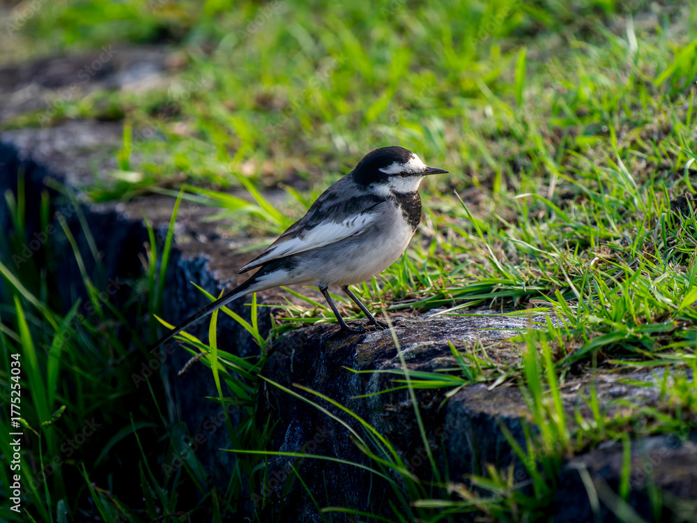 Obraz premium ハクセキレイ