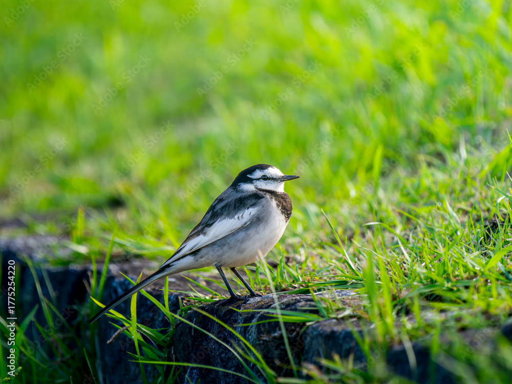 Fototapeta premium ハクセキレイ