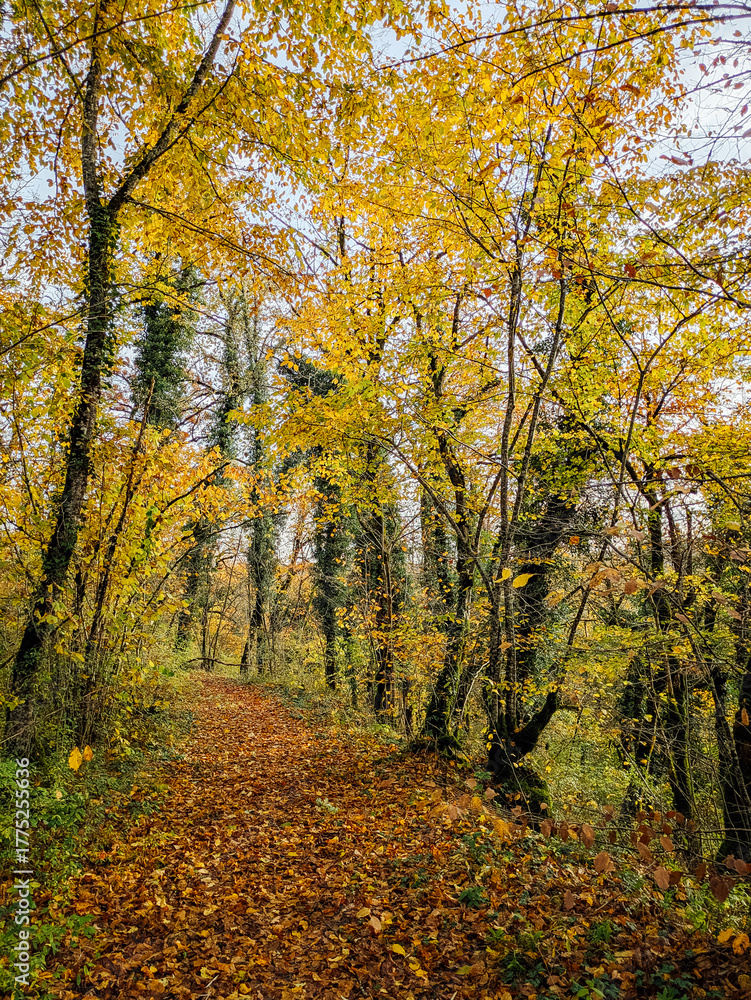 Fototapeta premium Chemin dans une forêt en automne. Route dans les bois et les arbres jaunes de l'automne. Chute de feuilles dans la forêt. Sentier dans les bois.