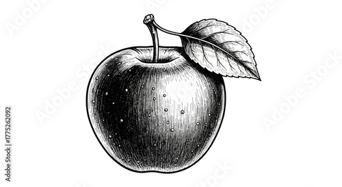 vector illustration of an apple on black background
