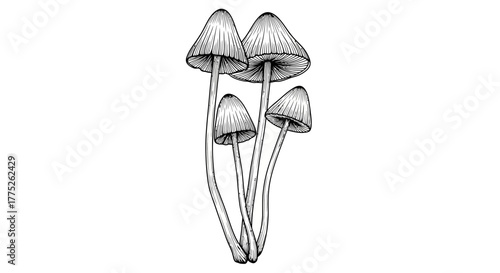 whisk isolated on white background